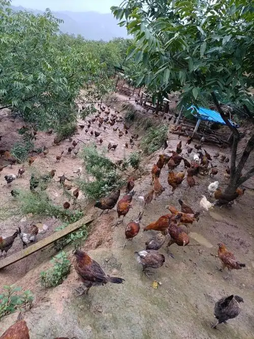 南华五顶山乡:林下养鸡"啄"开生态致富门_新闻频道_云南楚雄网