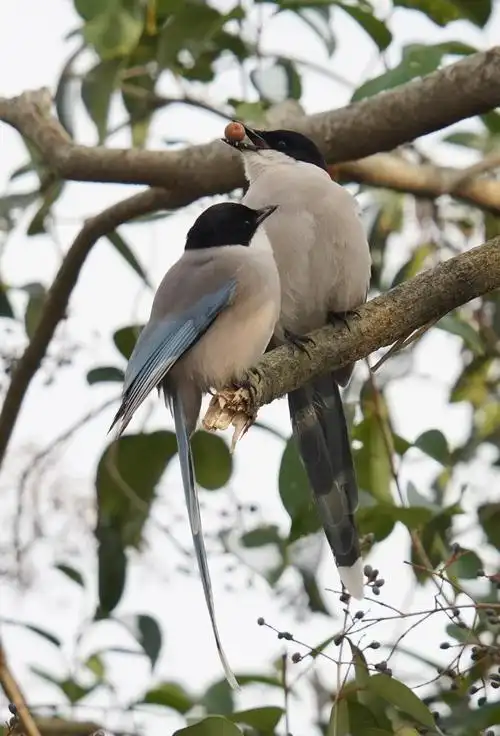 南师大鸦科鸟类大揭秘