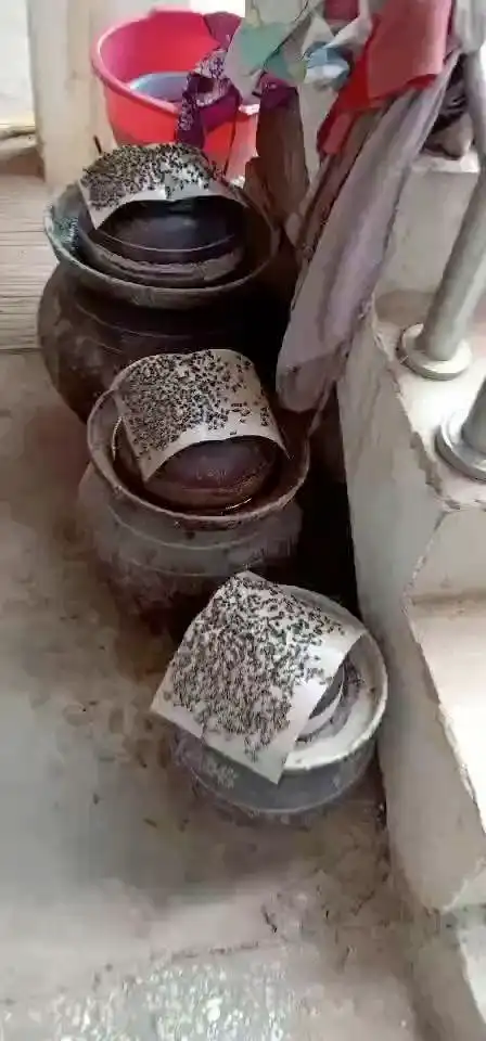 苍蝇比较多是怎么引起的……?