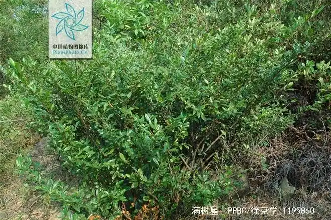 p>满树星,中药名.