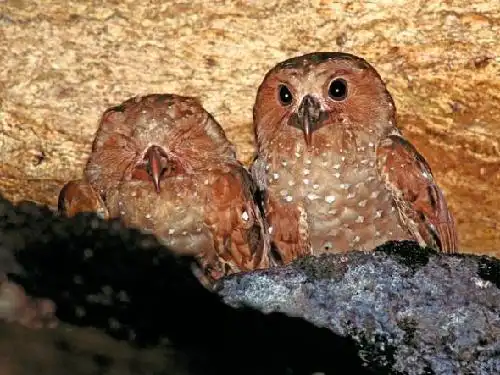 盘点动物的叫声最响的大嗓门