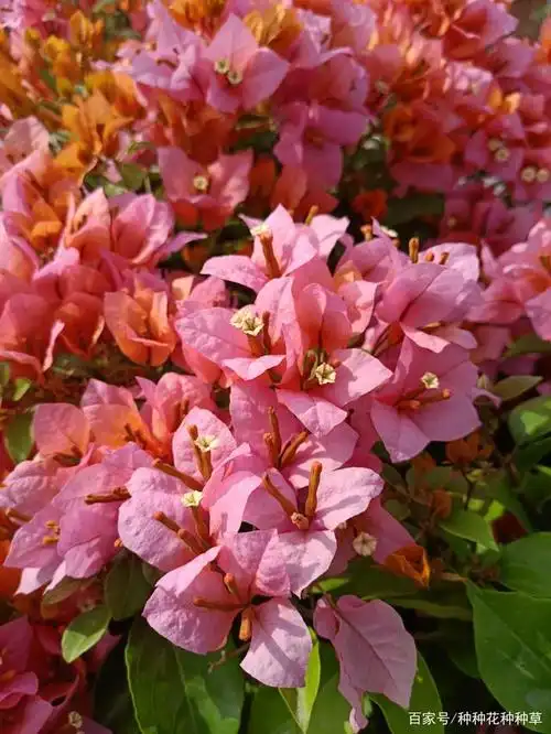 变色龙三角梅橙色慢慢变粉