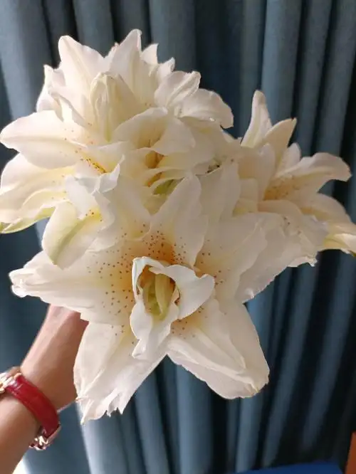 重瓣香水百合白拉菲