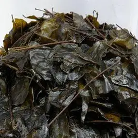 贵州遵义茶苦丁茶大叶苦丁茶农家老叶苦丁茶泡茶清爽茶叶一斤精装