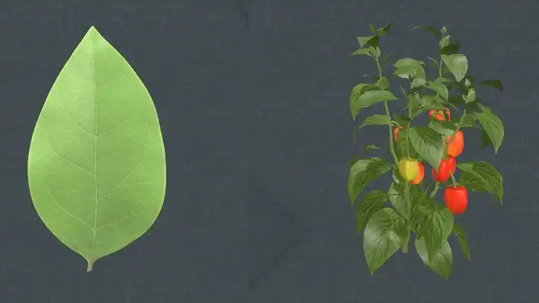 【小学科学】你知道这些植物叶子的形状吗? - 知乎