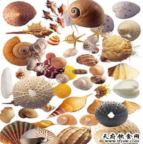 海螺的营养价值_鱼蛋肉-健康饮食网