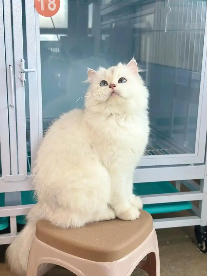 可以感叹一万次的美貌,谁看得出来它已经当过麻麻了 #重庆猫咪 - 抖音