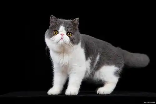 加菲猫三花的贵还是两花贵,养加菲猫应该注意些什么