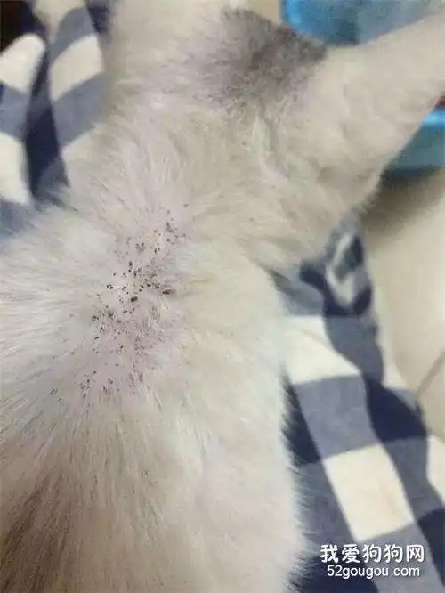 猫咪长跳蚤怎么办?三步骤让你彻底除蚤