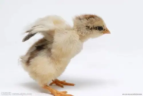 其它 小班美术《可爱的小鸡》 写美篇       小朋友们,你们知道小鸡有