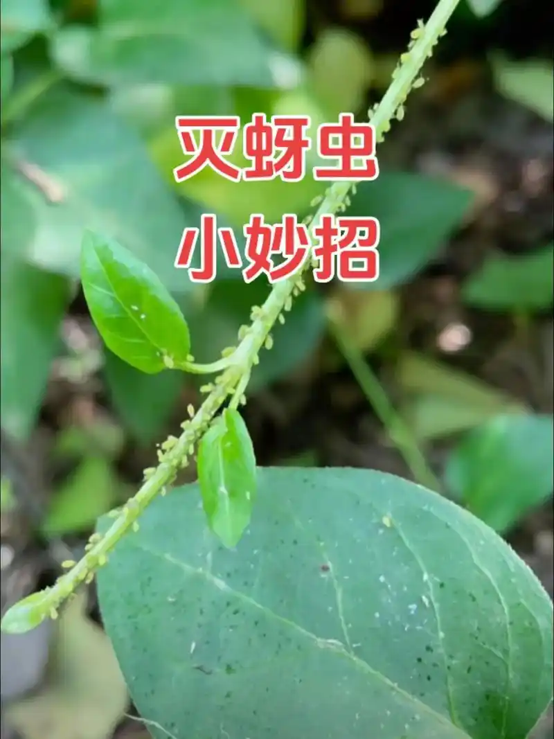 灭蚜虫小妙招#防虫小妙招 #病虫害防治 #抖音助农 #分享农 - 抖音