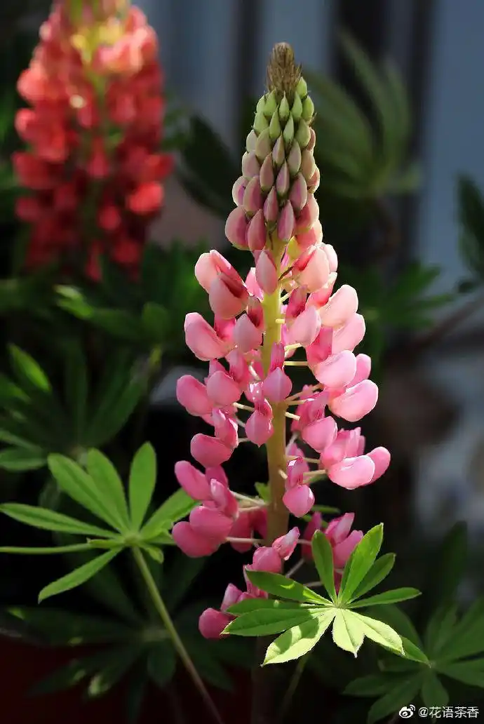 【7月24日生日花语】窄叶羽扇豆:影响!