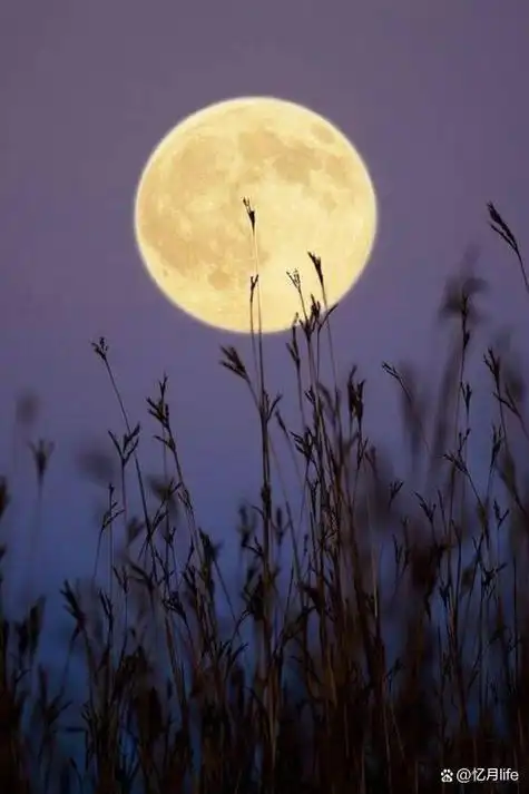 《八月十五日夜同诸客玩月》