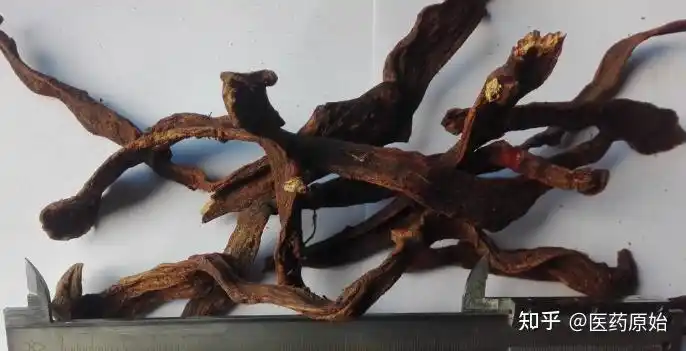 带你识别骨碎补