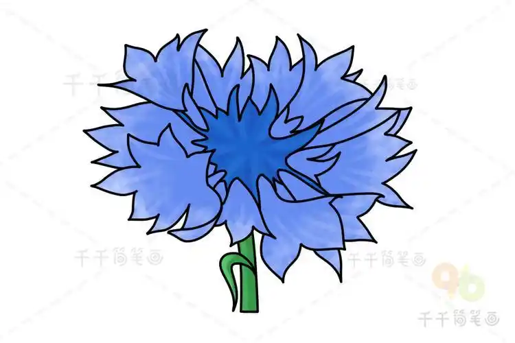 矢车菊简笔画步骤图菊花简笔画