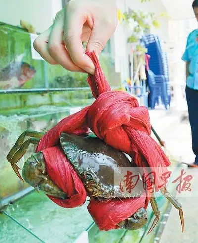 北海市场竞争逼着青蟹"瘦身" 南宁仍是粗绳绑蟹