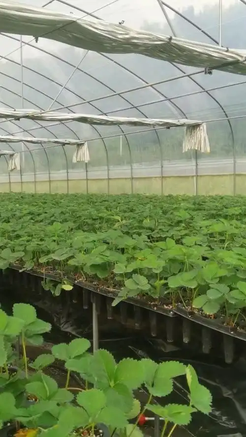 进口基质,避雨棚育苗,草莓苗质量有保证!