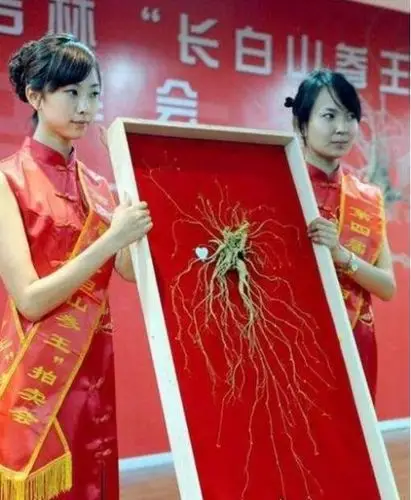 世界上最大的人参大兴安岭挖出600g百年人参王无价