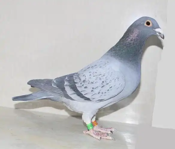 >> 查看拍卖商品