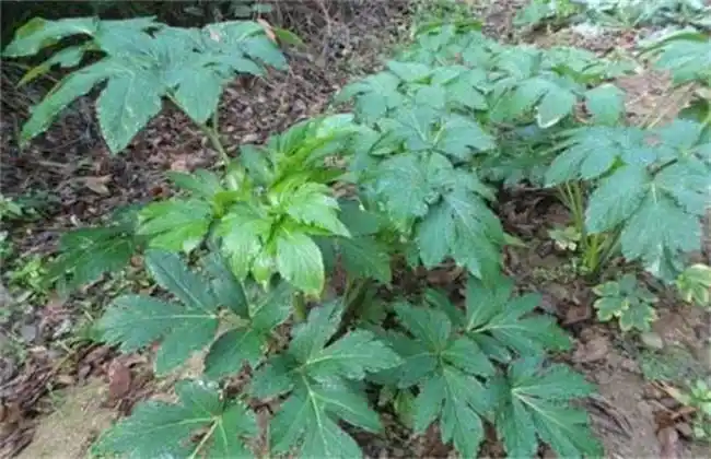 在沙参播种出苗后,开始需要做的就是除草,杂草会关系到幼苗的生长