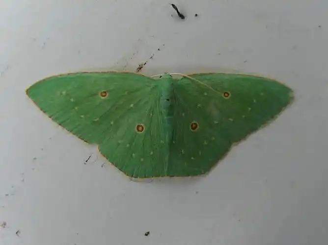 昆虫纲  order lepidoptera  鳞翅目  family geometridae  尺蛾科