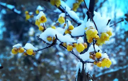 雪中腊梅