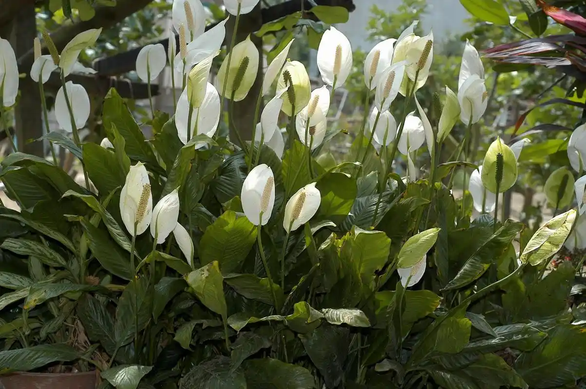 白掌,和平芋属于天南星科,白鹤芋属,多年生草本,白鹤芋翠绿叶片,洁白