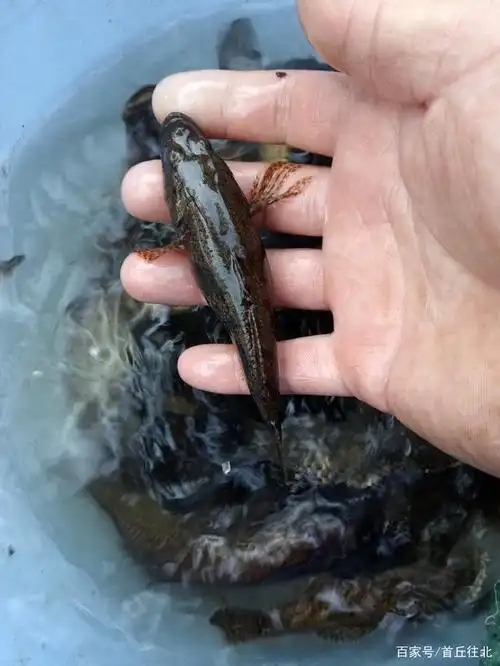 天晴小河垂钓,河鱼是越来越漂亮,种类却是越来越少