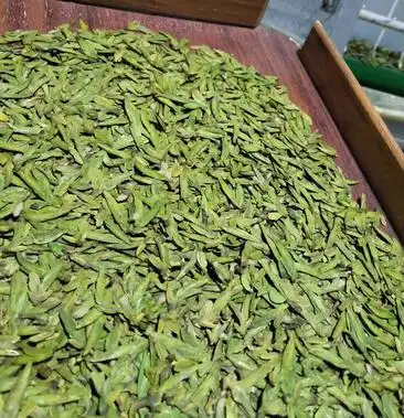 乌牛早茶苗,浙农117茶苗,龙井43茶苗