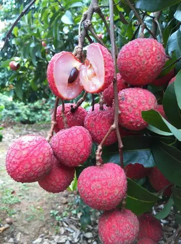 再往北基本无商品性荔枝生产,这也是藤县江口荔特晚熟的原因之一;二是