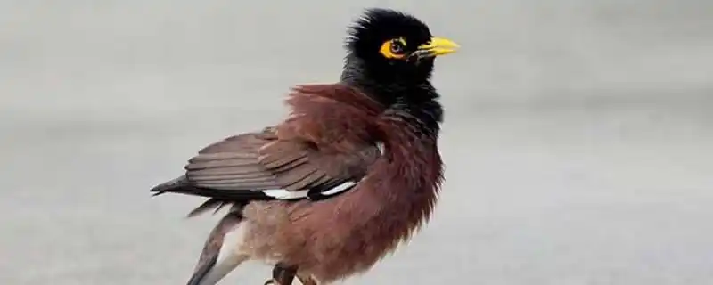 八哥鸟对主人忠诚吗 —【宠物圈】