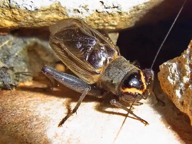 蟋蟀是一种会鸣叫的昆虫,它的叫声是用翅膀摩擦发出的.