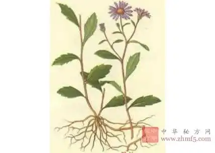 马兰的功效与作用 - 凉血止血药 - 中草药大全 - 中华秘方网