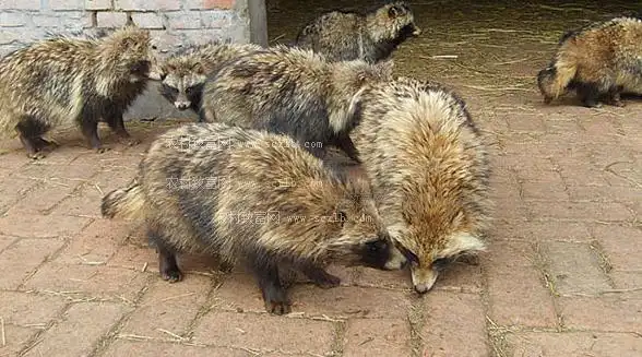 白貉的繁殖情况