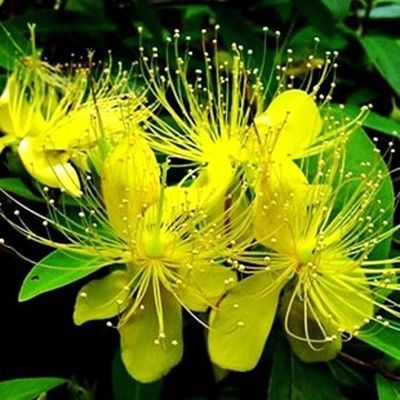 金丝桃苗批发包邮 五心花 金丝海棠 金丝桃树苗 金丝桃盆栽金丝梅