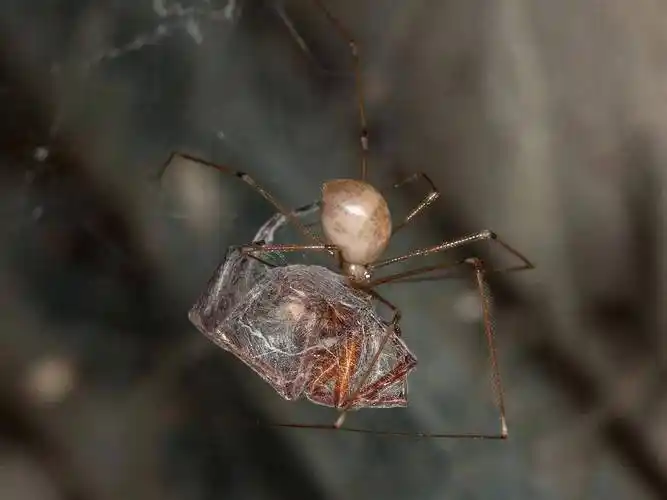 在你家里一定会有的一种小蜘蛛_幽灵_猎物_刚破蛋