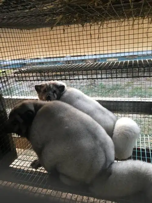 芬兰原种蓝狐今日顺利抵达哈尔滨