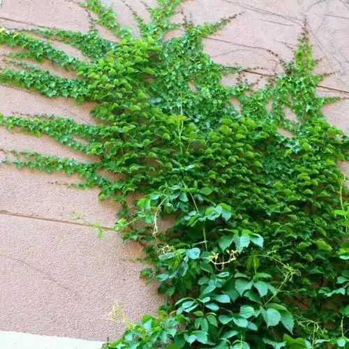爬山虎苗 四季长青美国地景3叶爬山虎5叶爬山虎山坡护坡