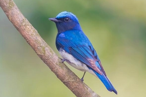 翁的叫声白腹蓝翁的叫声不是很好听,比较嘈杂,不过它属于比较安静的鸟