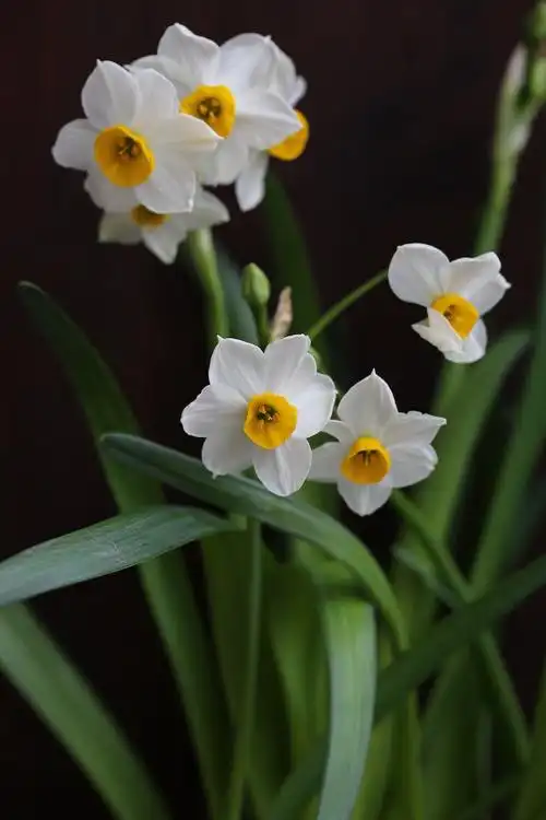 腊蕊素瓣,冷艳幽香