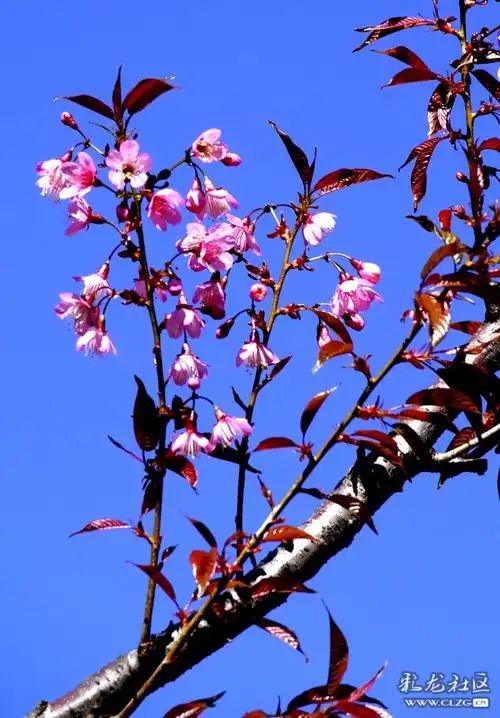 冬樱花遇见昆明蓝