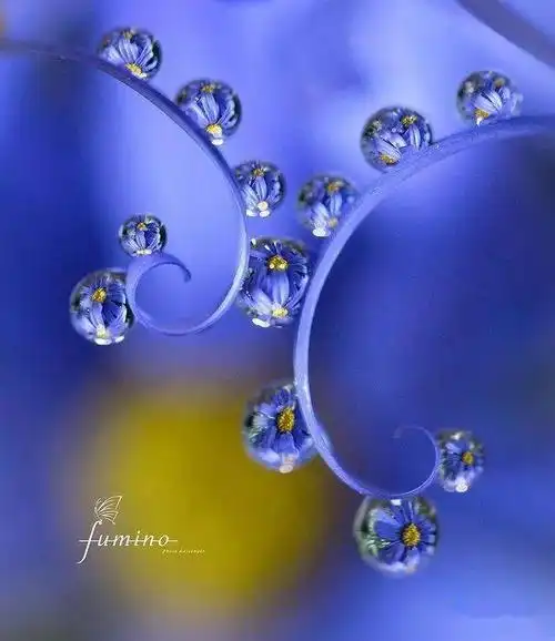 晶莹剔透绚丽非凡的水中花下