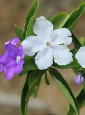 双色茉莉花四季开花带花苞盆栽花卉