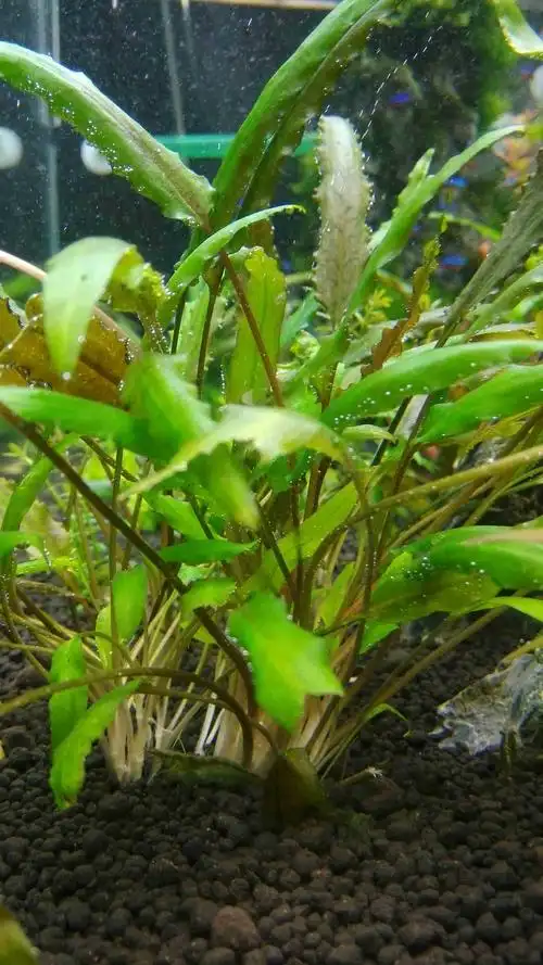 这个草是叫绿温蒂椒草吗