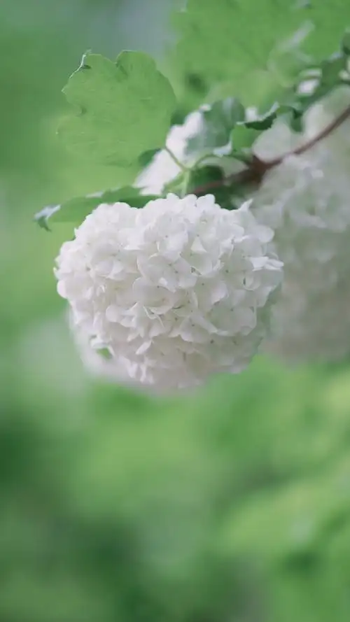 清新素雅的绣球花