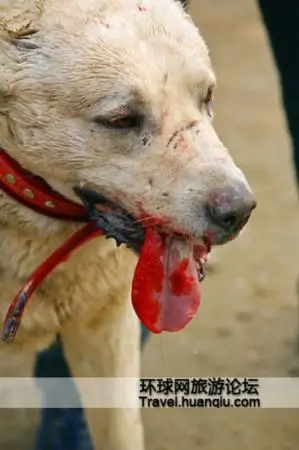 俄罗斯斗狗很血腥(组图)