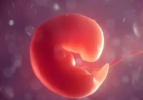 以后各种器官逐渐形成,在孕 8 周以前的胚胎.