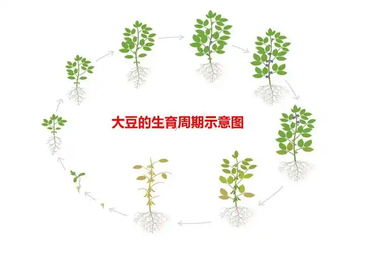 农极客干货分享大豆全程种植管理方案种大豆看这个就行