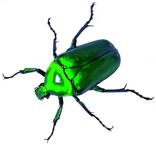 p>华北大黑鳃金龟 i>holotrichia oblita  /i>faldermann,分布 a