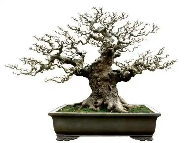 朴树盆景快速成形新技巧!|新芽|枝干|上盆|多肉植物_网易订阅